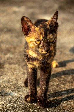 Tortitude Tabby, kulaklarını dikmiş, bir sesi ya da kokuyu analiz ettiğini gösteriyor..