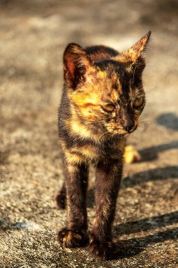 Tortitude Tabby, kulaklarını dikmiş, bir sesi ya da kokuyu analiz ettiğini gösteriyor..