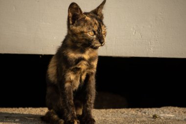 Kaplumbağa kabuğu kedileri son derece bağımsız, zeki, huysuz ve haylazdırlar..
