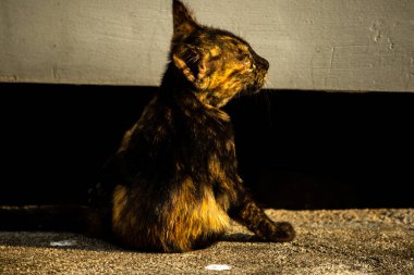 Kaplumbağa kabuğu kedileri son derece bağımsız, zeki, huysuz ve haylazdırlar..