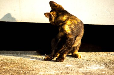 Kaplumbağa kabuğu kedileri son derece bağımsız, zeki, huysuz ve haylazdırlar..