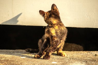 Kaplumbağa kabuğu kedileri son derece bağımsız, zeki, huysuz ve haylazdırlar..