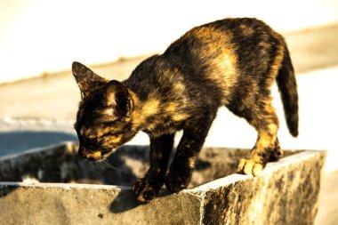 Kaplumbağa kabuğu kedileri son derece bağımsız, zeki, huysuz ve haylazdırlar..