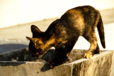 Kaplumbağa kabuğu kedileri son derece bağımsız, zeki, huysuz ve haylazdırlar..