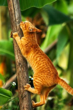 Ağaca tırmanan turuncu bir kedi ağacın tepesindeki avına yaklaşmasına yardım eder..