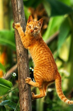 Ağaca tırmanan turuncu bir kedi ağacın tepesindeki avına yaklaşmasına yardım eder..