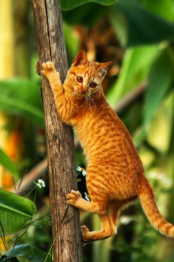 Ağaca tırmanan turuncu bir kedi ağacın tepesindeki avına yaklaşmasına yardım eder..