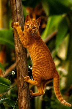 Ağaca tırmanan turuncu bir kedi ağacın tepesindeki avına yaklaşmasına yardım eder..