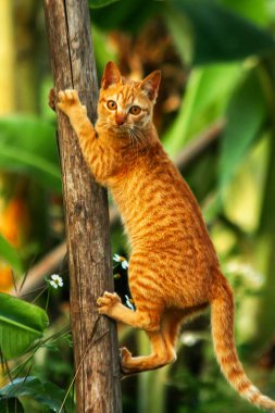 Ağaca tırmanan turuncu bir kedi ağacın tepesindeki avına yaklaşmasına yardım eder..