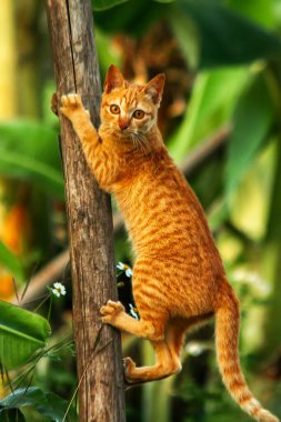 Ağaca tırmanan turuncu bir kedi ağacın tepesindeki avına yaklaşmasına yardım eder..