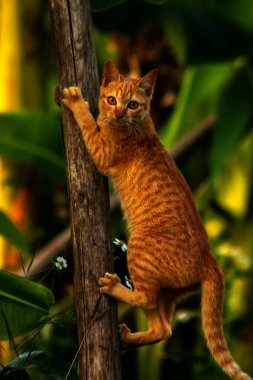 Ağaca tırmanan turuncu bir kedi ağacın tepesindeki avına yaklaşmasına yardım eder..