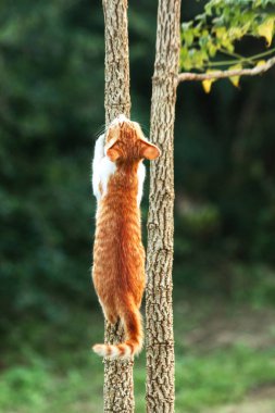 Ağaca tırmanan turuncu bir kedi ağacın tepesindeki avına yaklaşmasına yardım eder..