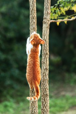Ağaca tırmanan turuncu bir kedi ağacın tepesindeki avına yaklaşmasına yardım eder..