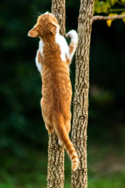 Ağaca tırmanan turuncu bir kedi ağacın tepesindeki avına yaklaşmasına yardım eder..