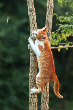 Ağaca tırmanan turuncu bir kedi ağacın tepesindeki avına yaklaşmasına yardım eder..