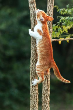 Ağaca tırmanan turuncu bir kedi ağacın tepesindeki avına yaklaşmasına yardım eder..