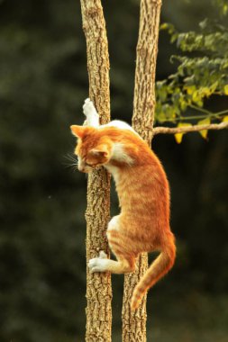 Ağaca tırmanan turuncu bir kedi ağacın tepesindeki avına yaklaşmasına yardım eder..