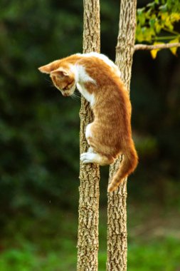 Ağaca tırmanan turuncu bir kedi ağacın tepesindeki avına yaklaşmasına yardım eder..