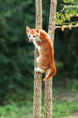 Ağaca tırmanan turuncu bir kedi ağacın tepesindeki avına yaklaşmasına yardım eder..