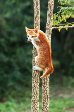 Ağaca tırmanan turuncu bir kedi ağacın tepesindeki avına yaklaşmasına yardım eder..