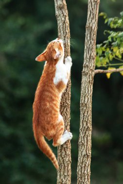 Ağaca tırmanan turuncu bir kedi ağacın tepesindeki avına yaklaşmasına yardım eder..