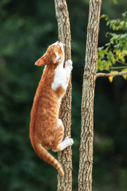 Ağaca tırmanan turuncu bir kedi ağacın tepesindeki avına yaklaşmasına yardım eder..