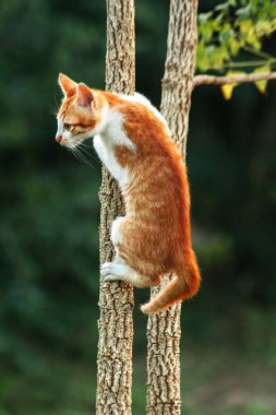 Ağaca tırmanan turuncu bir kedi ağacın tepesindeki avına yaklaşmasına yardım eder..