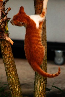 Ağaca tırmanan turuncu bir kedi ağacın tepesindeki avına yaklaşmasına yardım eder..