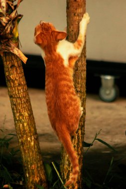 Ağaca tırmanan turuncu bir kedi ağacın tepesindeki avına yaklaşmasına yardım eder..