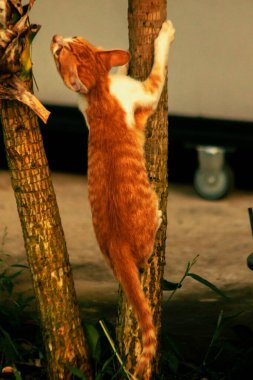 Ağaca tırmanan turuncu bir kedi ağacın tepesindeki avına yaklaşmasına yardım eder..
