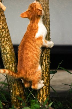 Ağaca tırmanan turuncu bir kedi ağacın tepesindeki avına yaklaşmasına yardım eder..