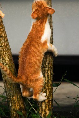 Ağaca tırmanan turuncu bir kedi ağacın tepesindeki avına yaklaşmasına yardım eder..