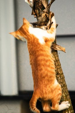 Ağaca tırmanan turuncu bir kedi ağacın tepesindeki avına yaklaşmasına yardım eder..