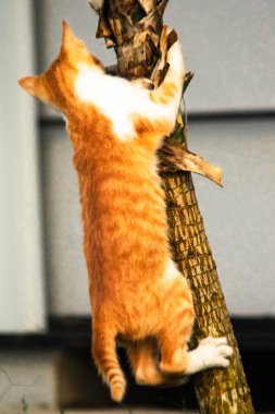 Ağaca tırmanan turuncu bir kedi ağacın tepesindeki avına yaklaşmasına yardım eder..