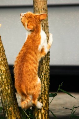 Ağaca tırmanan turuncu bir kedi ağacın tepesindeki avına yaklaşmasına yardım eder..