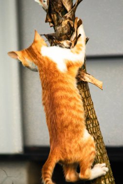 Ağaca tırmanan turuncu bir kedi ağacın tepesindeki avına yaklaşmasına yardım eder..