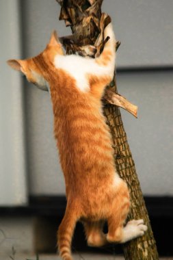 Ağaca tırmanan turuncu bir kedi ağacın tepesindeki avına yaklaşmasına yardım eder..