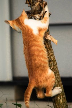 Ağaca tırmanan turuncu bir kedi ağacın tepesindeki avına yaklaşmasına yardım eder..