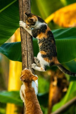 Bir yavru kedi ağaçlara tırmanmayı ve keşfetmeyi sever..