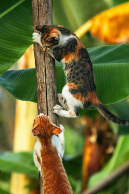 Bir yavru kedi ağaçlara tırmanmayı ve keşfetmeyi sever..