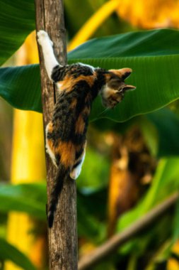 Bir yavru kedi ağaçlara tırmanmayı ve keşfetmeyi sever..