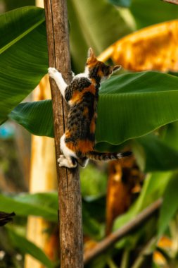 Bir yavru kedi ağaçlara tırmanmayı ve keşfetmeyi sever..