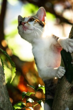 Bir yavru kedi ağaçlara tırmanmayı ve keşfetmeyi sever..