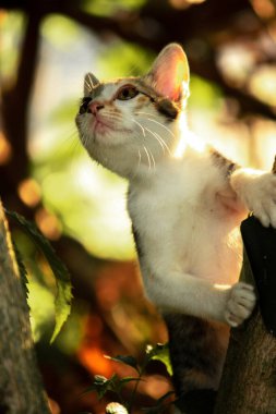 Bir yavru kedi ağaçlara tırmanmayı ve keşfetmeyi sever..