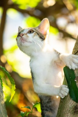 Bir yavru kedi ağaçlara tırmanmayı ve keşfetmeyi sever..