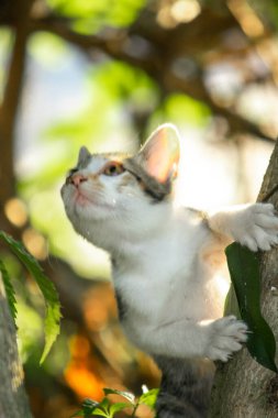 Bir yavru kedi ağaçlara tırmanmayı ve keşfetmeyi sever..