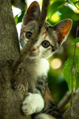 Bir yavru kedi ağaçlara tırmanmayı ve keşfetmeyi sever..