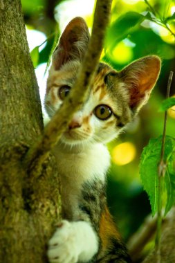 Bir yavru kedi ağaçlara tırmanmayı ve keşfetmeyi sever..