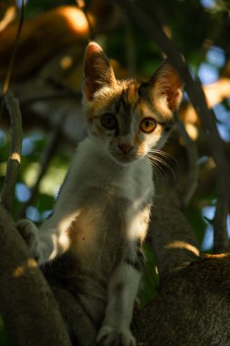 Bir yavru kedi ağaçlara tırmanmayı ve keşfetmeyi sever..