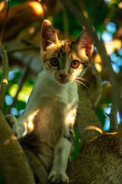 Bir yavru kedi ağaçlara tırmanmayı ve keşfetmeyi sever..